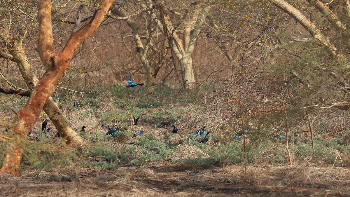 Purple Glossy Starling